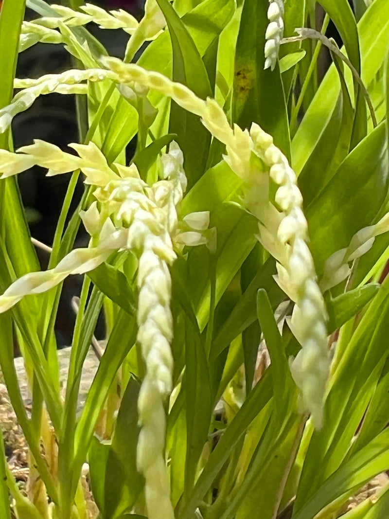 Dendrochilum parvulum strictiforme cachepô (micro orquídea) raridade