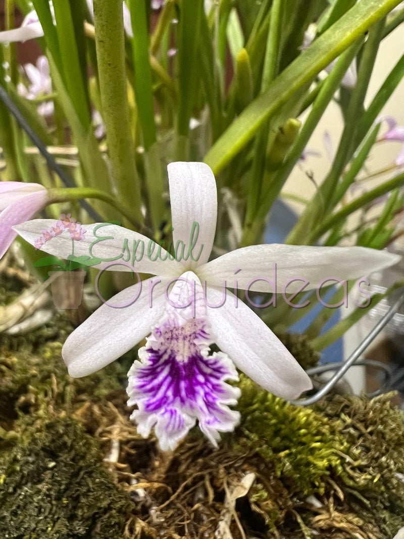 LAELIA LUNDII COERULEA