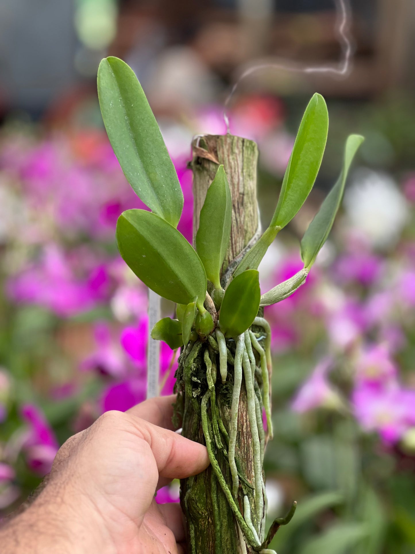 Cattleya Dolosa x C Walkeriana Alba (Pré adulta Plantada em troncos)