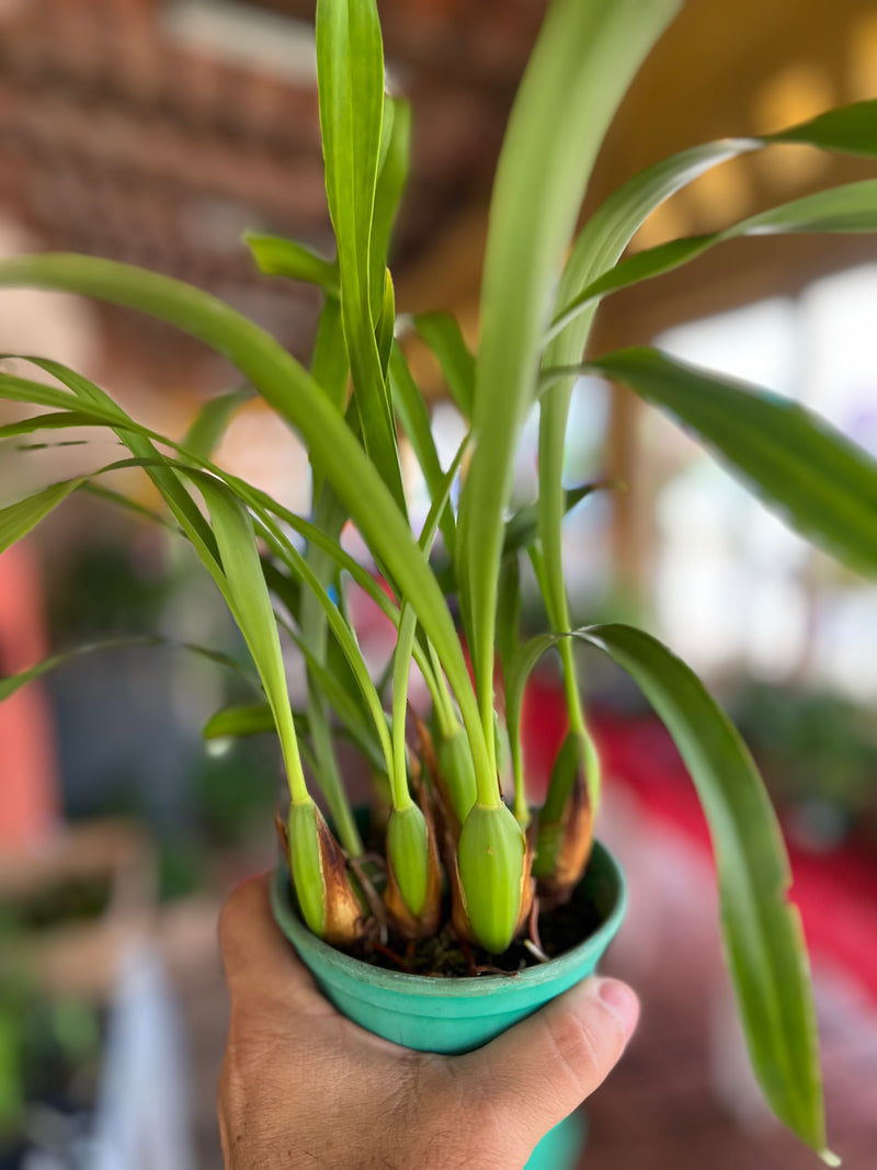 MAXILLARIA PICTA X M SHUNKEANA