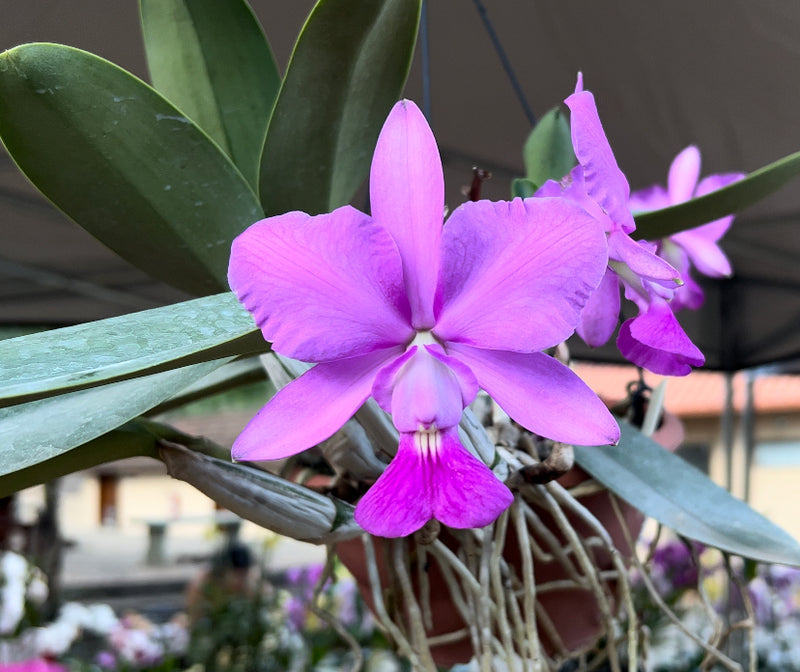 CATTLEYA WALKERIANA TIPO (TOUCEIRA VASO 15 BUL OU+)