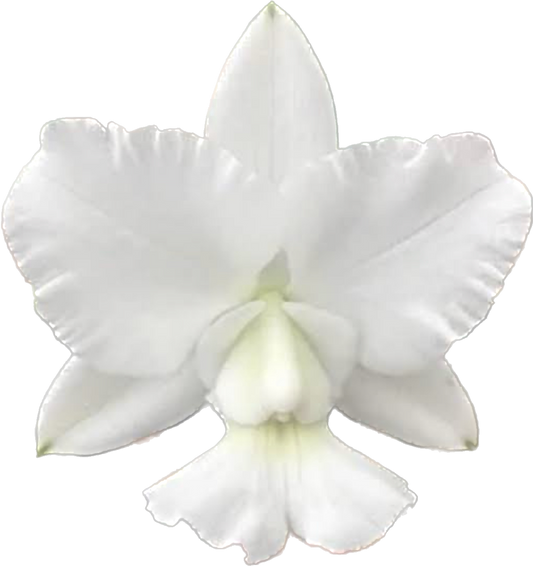CATTLEYA WALKERIANA ALBA