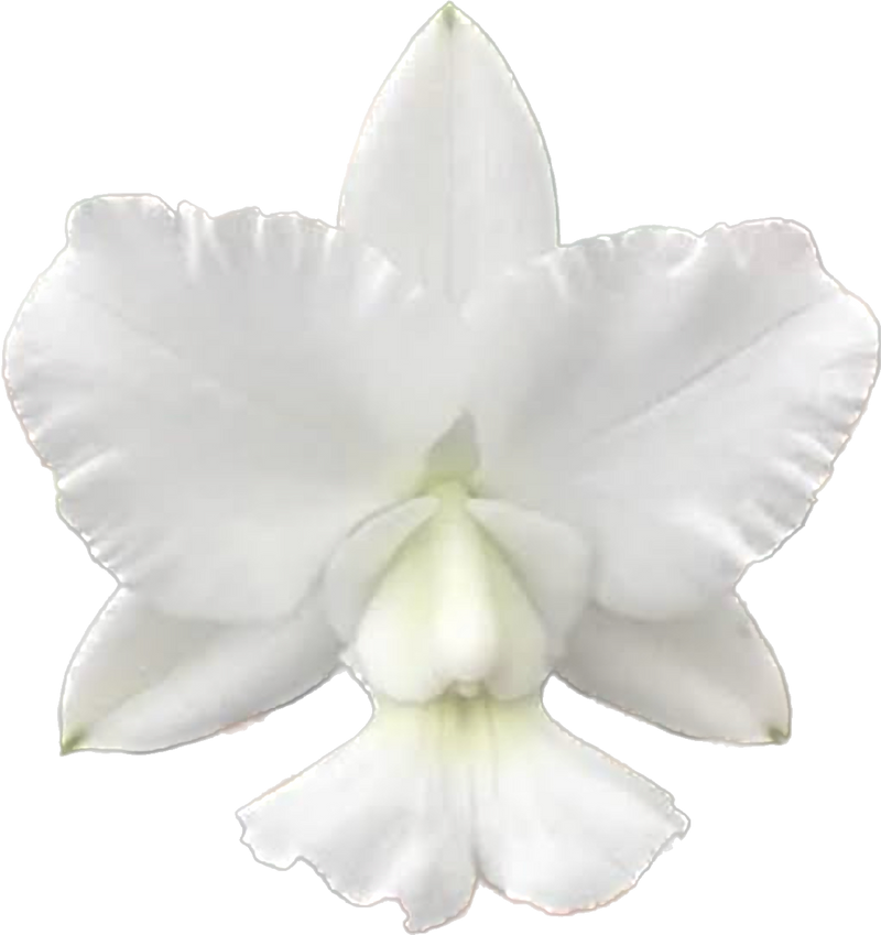 CATTLEYA WALKERIANA ALBA MARIANA (CACHEPÔ)