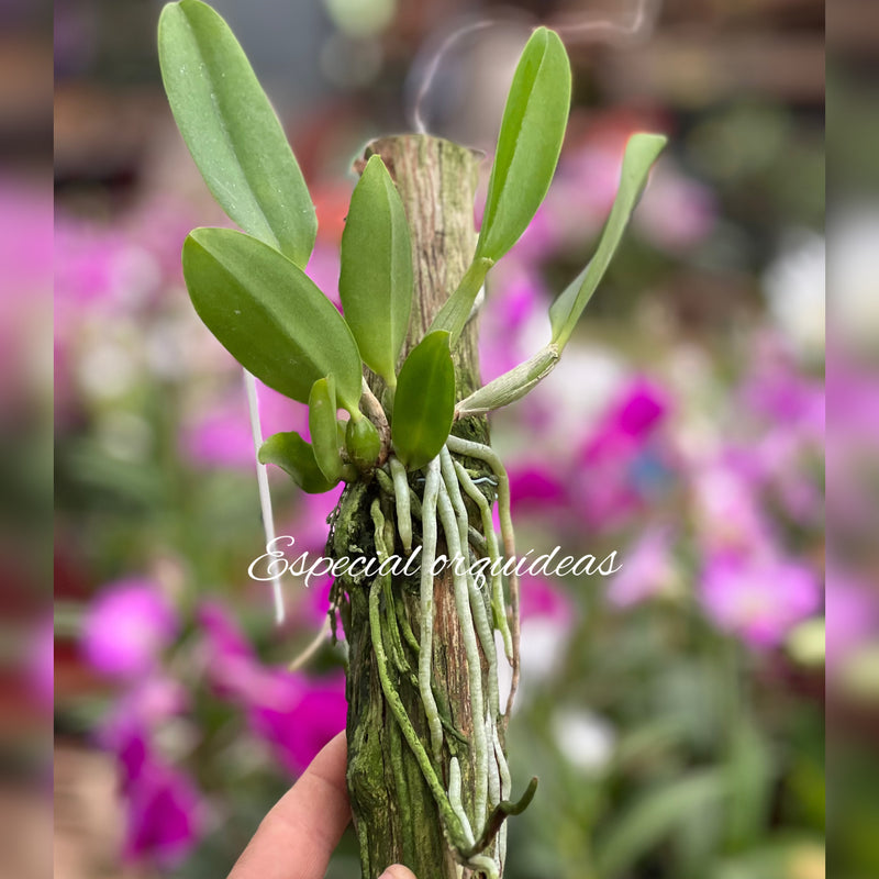 Cattleya Dolosa x C Walkeriana Alba (Pré adulta Plantada em troncos)