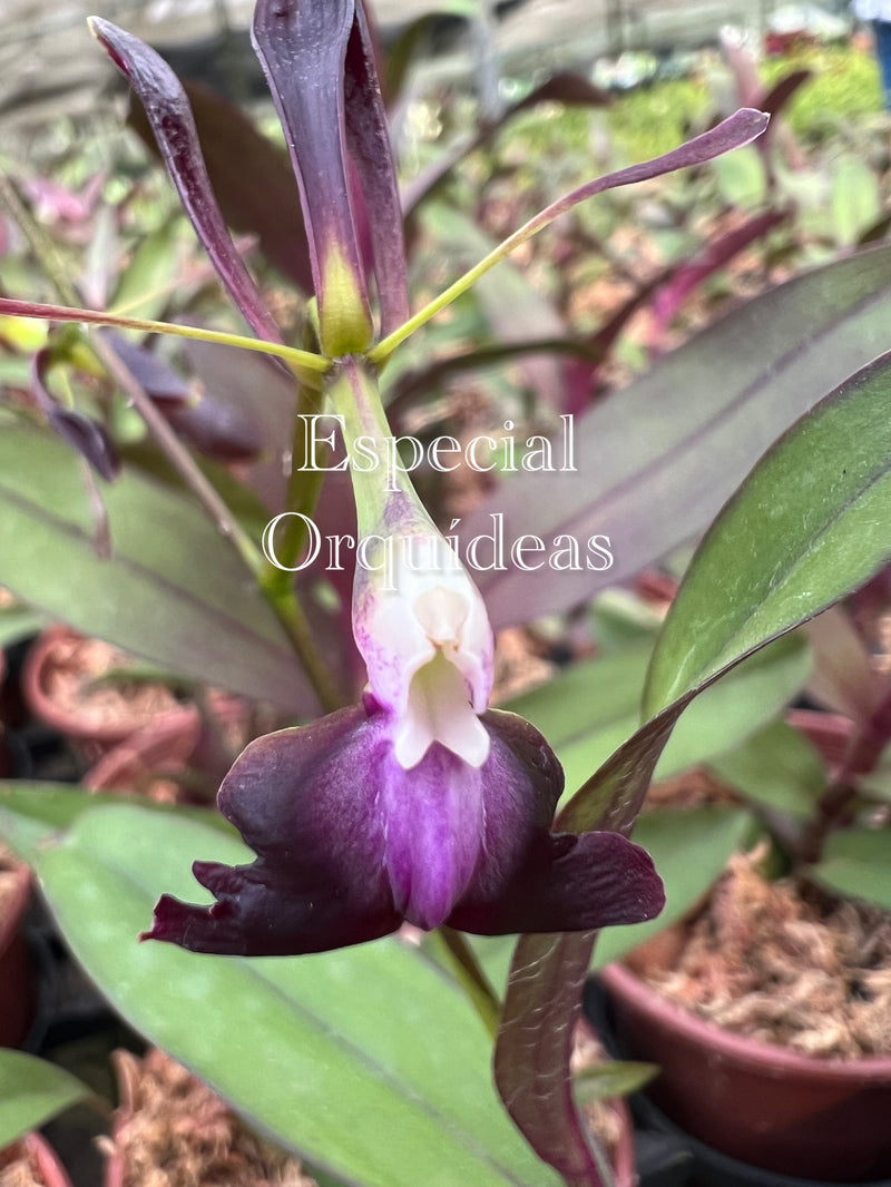 Epidendrum melanoporphyreum ( Negro )