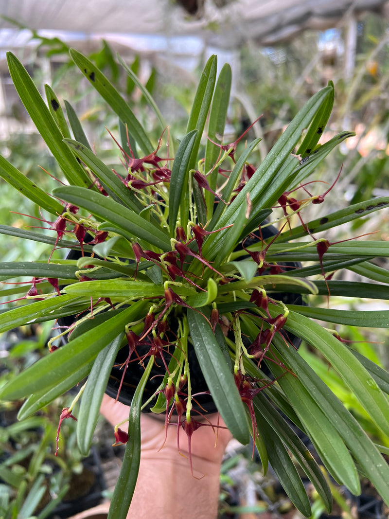 Masdevallia herradurae