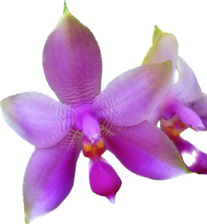 Phalaenopsis belina x Phalaenopsis violácea