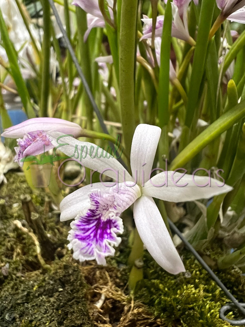 LAELIA LUNDII COERULEA