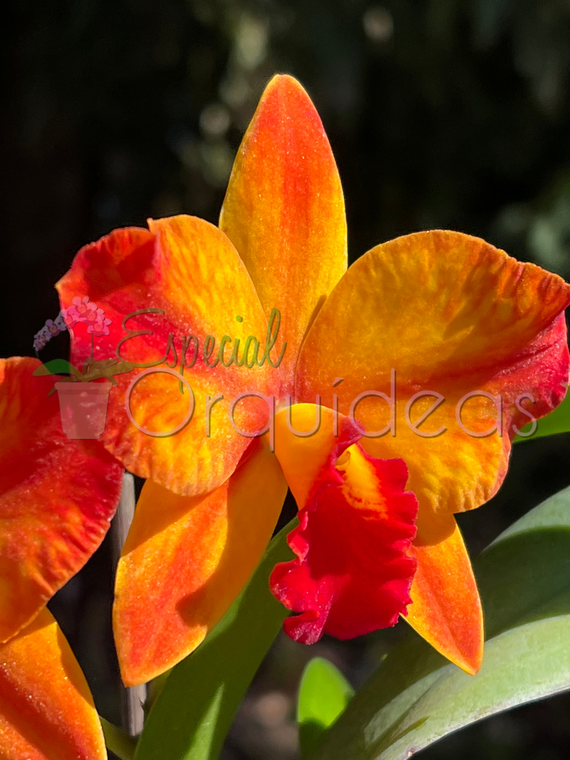 CATTLEYA AYRTON SENNA CACHEPÔ