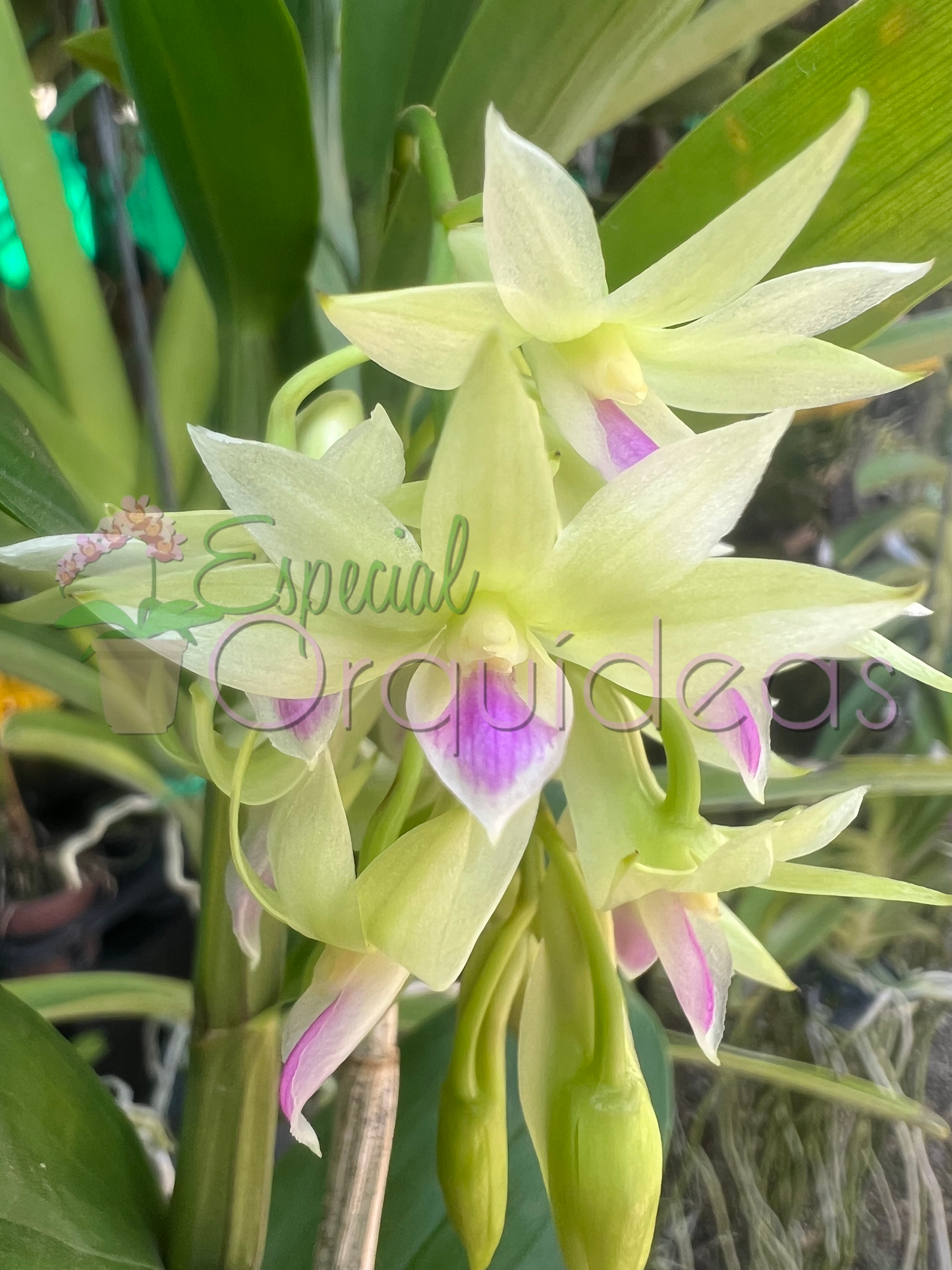 DENDROBIUM AMETISTOGLOSSUM