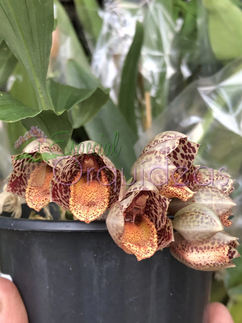 CATASETUM DENTICULATUM