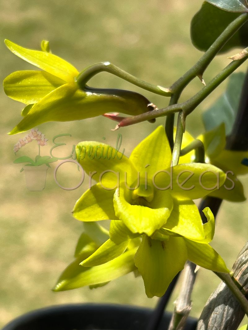 Dendrobium cerinum espécie da thailandia linda flor