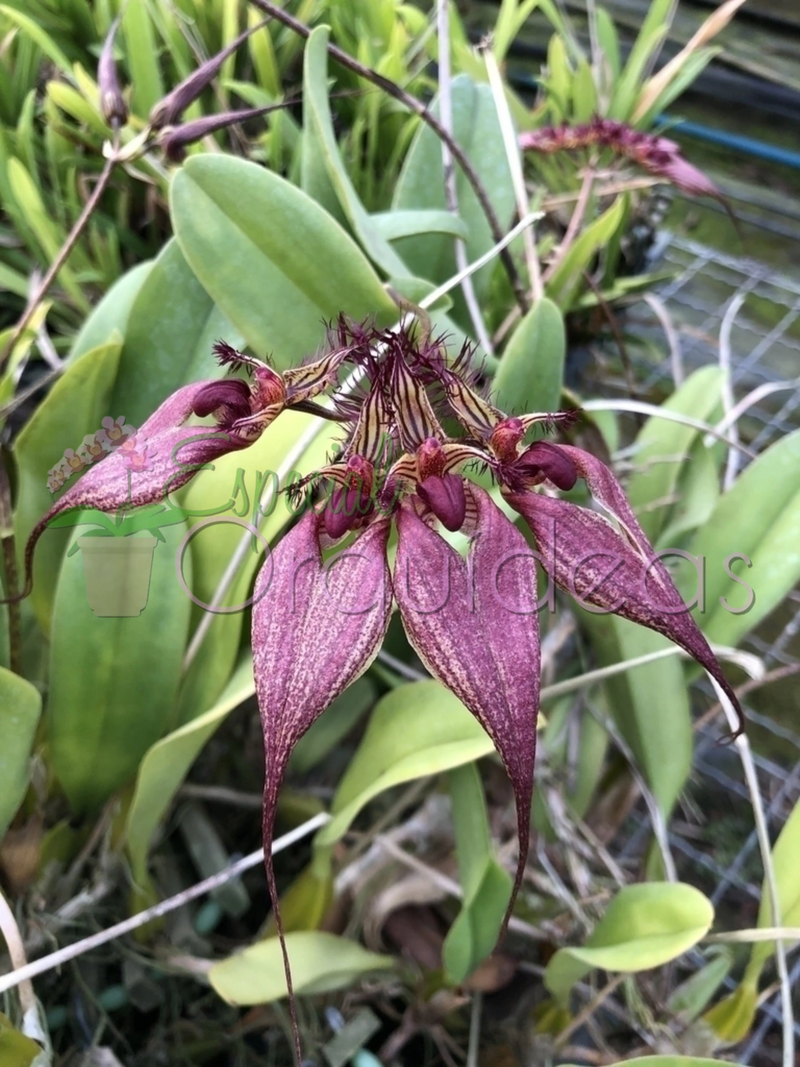 BULBOPHYLLUM ROTHSCHILDIANUM