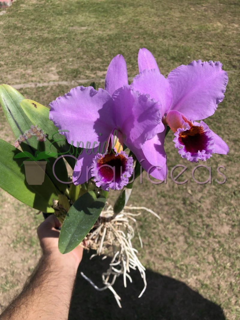 CATTLEYA PERCIVALIANA CARLA PORTO