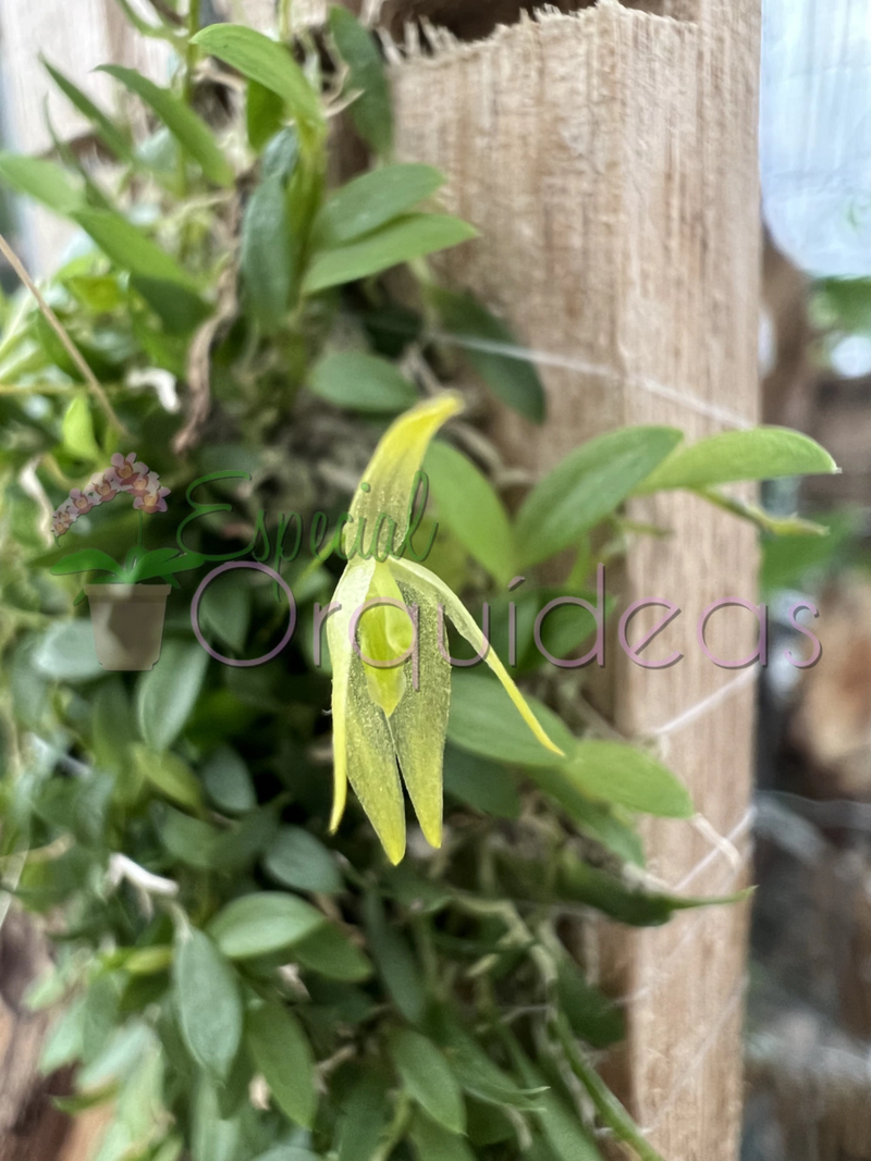 BARBOSSELA GARDNERII (FLOR MICRO)