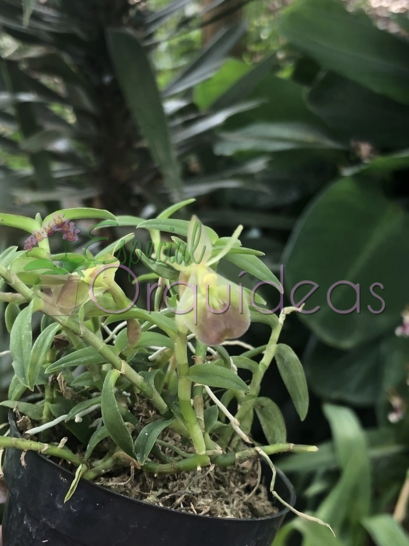 EPIDENDRUM PEPEROMIA