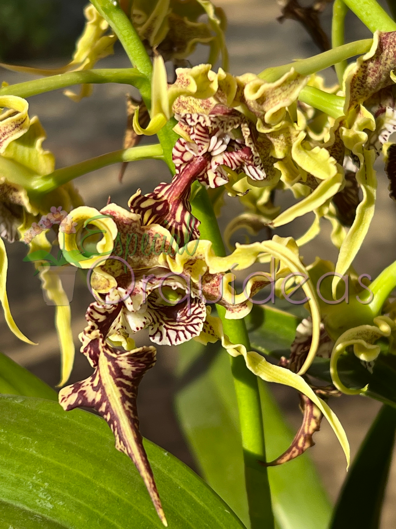 DENDROBIUM SPECTABILE