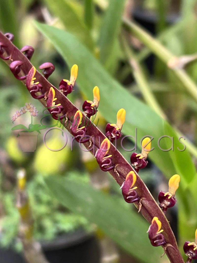 BULBOPHYLLUM FALCATUM (FLOR MICRO)