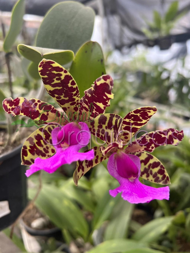 Cattleya aclandiae tipo (tom amarelado labelo pink)