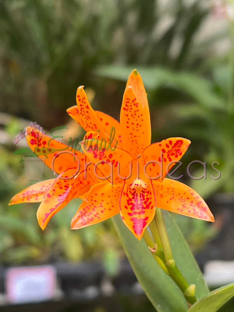 CATTLEYA AURANTIACA MICHIMA SPOTS