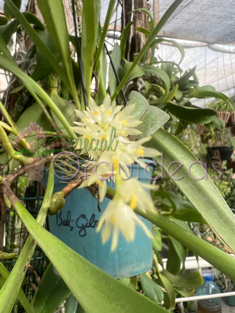 BULBOPHYLLUM GIBBOSUM