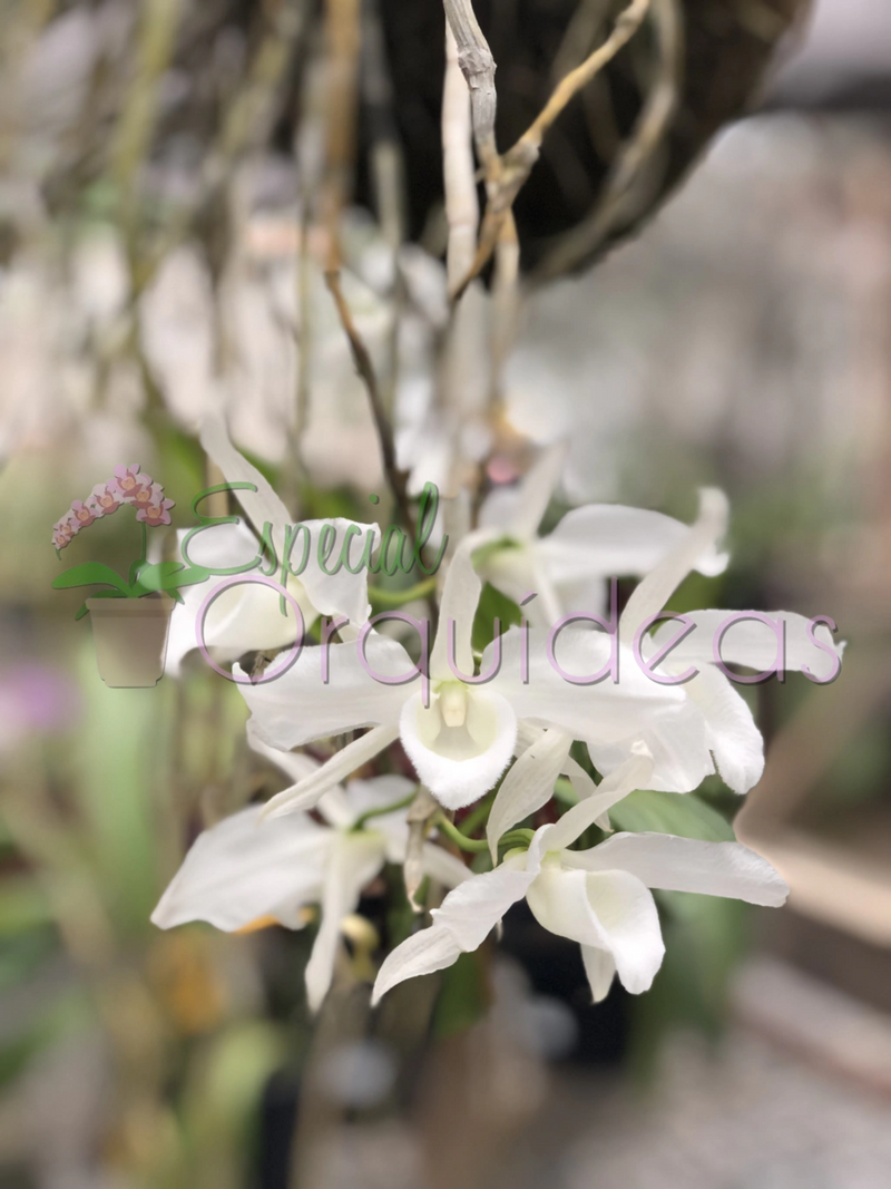 DENDROBIUM ANOSMUM ALBA