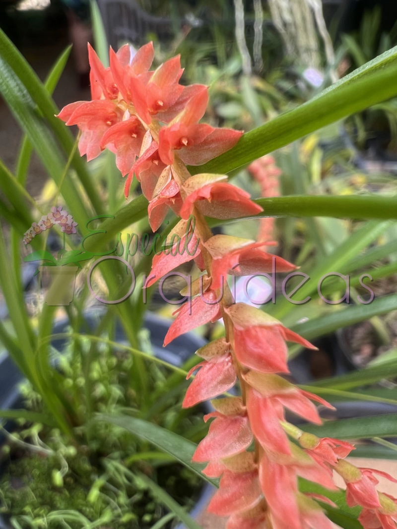 DENDROCHILUM WENZELII