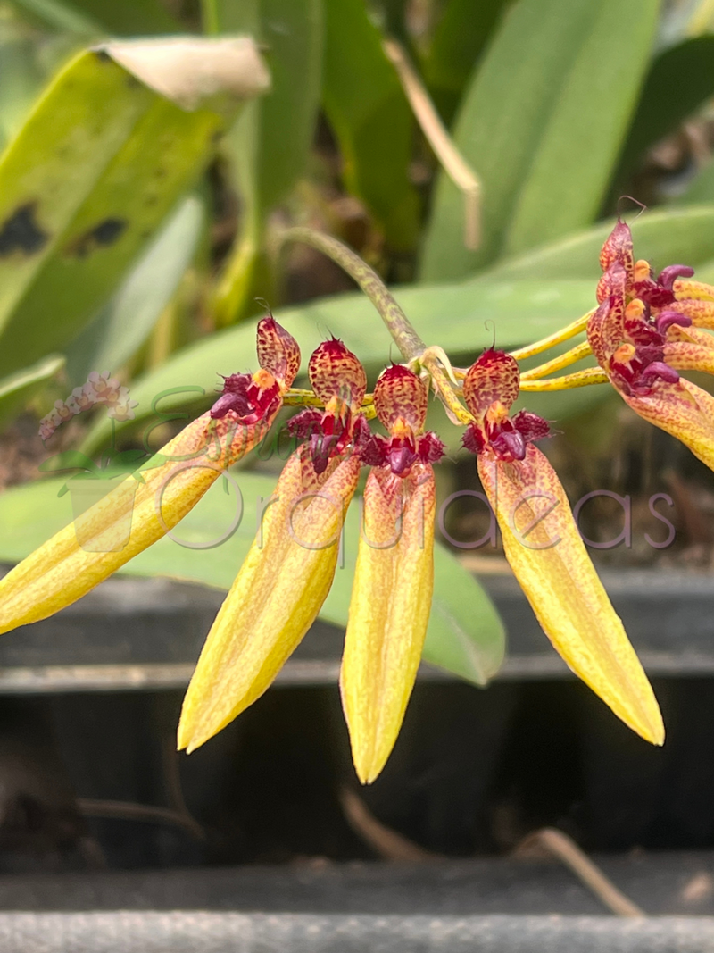 Bulbophyllum picturatum linda com carinha de inseto