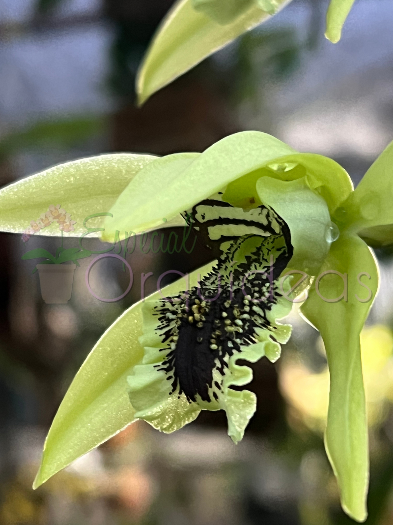 COELOGYNE PANDURATA