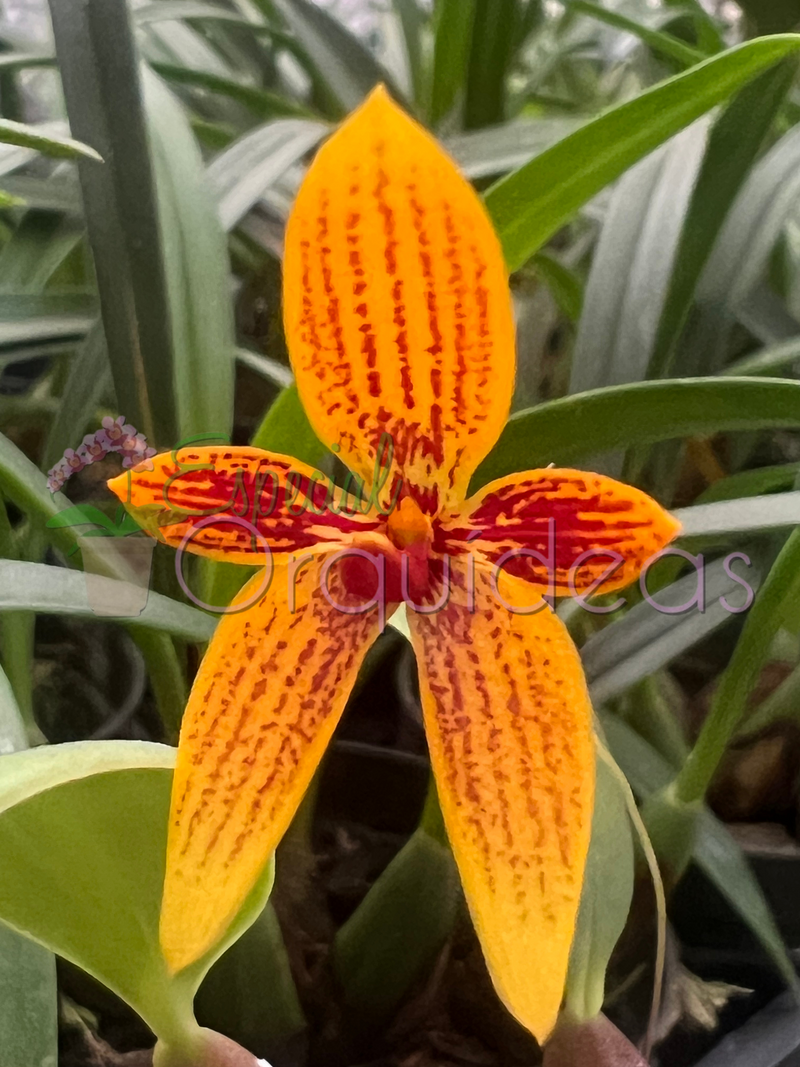 Bulbophyllum pardalotum (adulto)