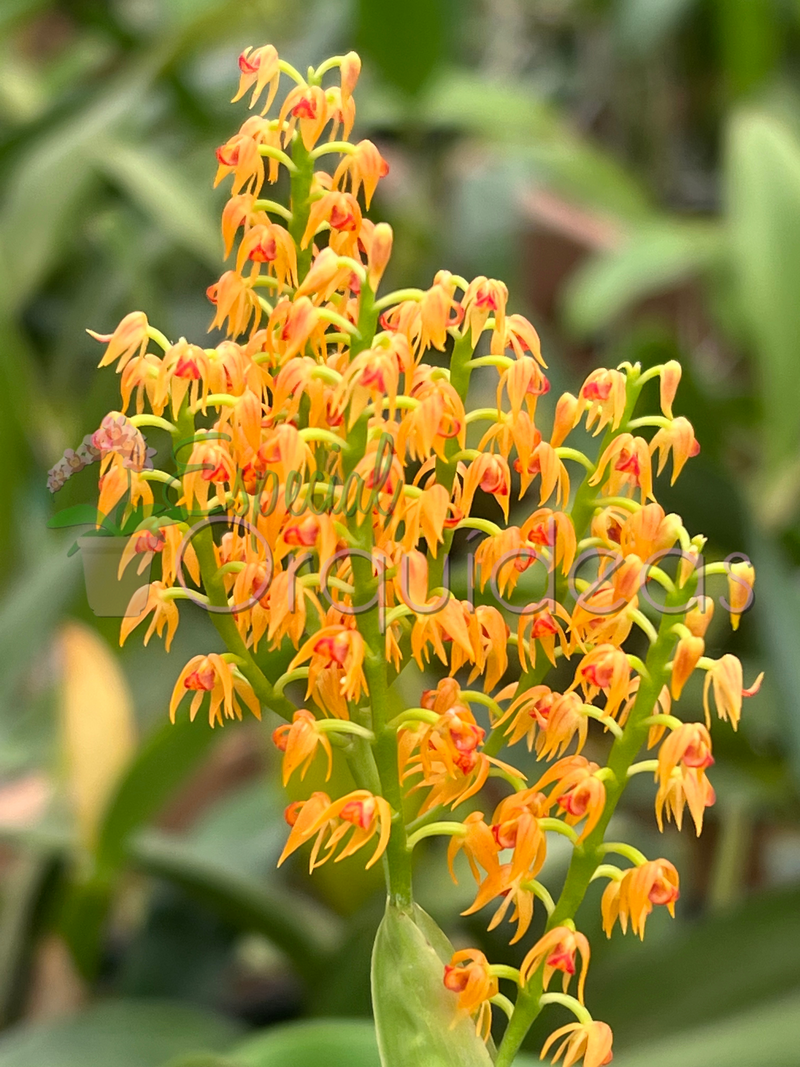 POLYSTACHIA PANICULATA (ADULTA)