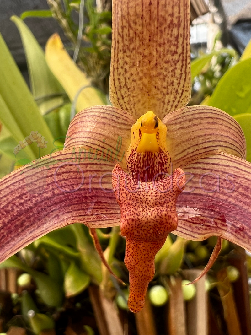 BULBOPHYLLUM JERSEY