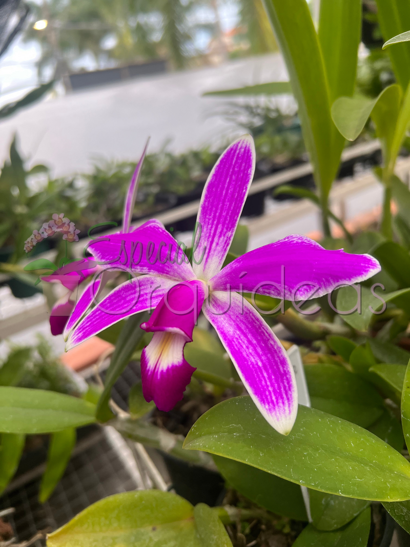 CATTLEYA VIOLACEA FLAMEA