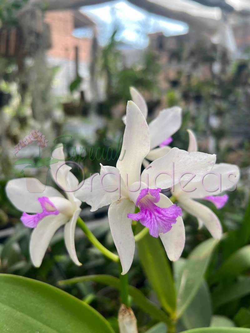 CATTLEYA AMETISTOGLOSSA SEMI ALBA