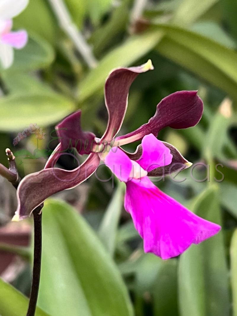 ENCYCLIA ATROPURPUREA X ADENOCAULA