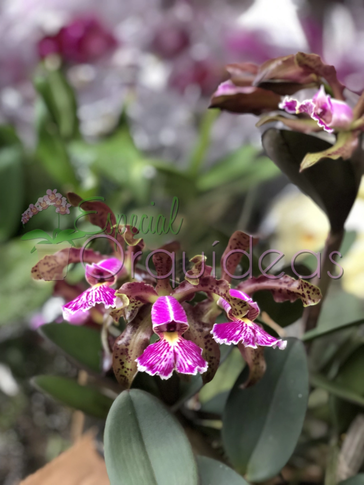CATTLEYA SCHILLERIANA TIPO