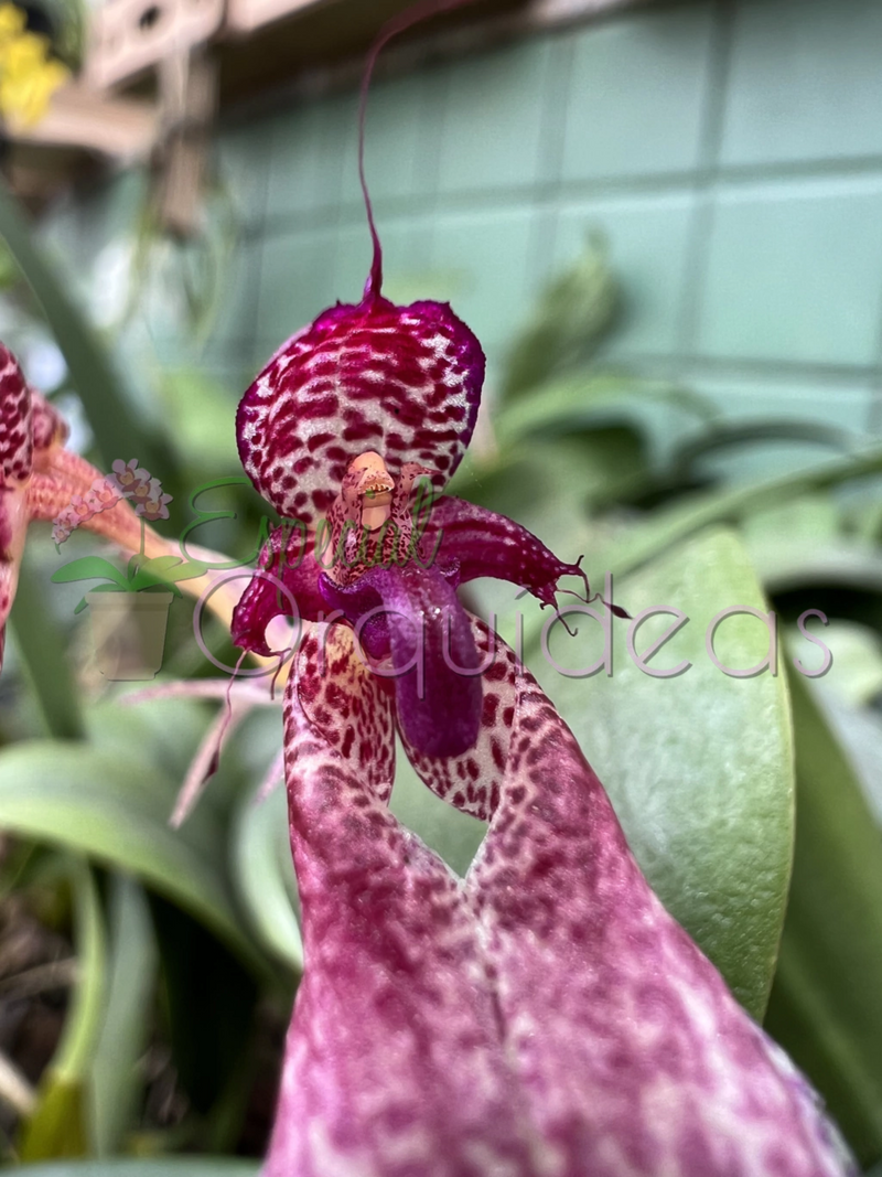 BULBOPHYLLUM EBERHARDTII