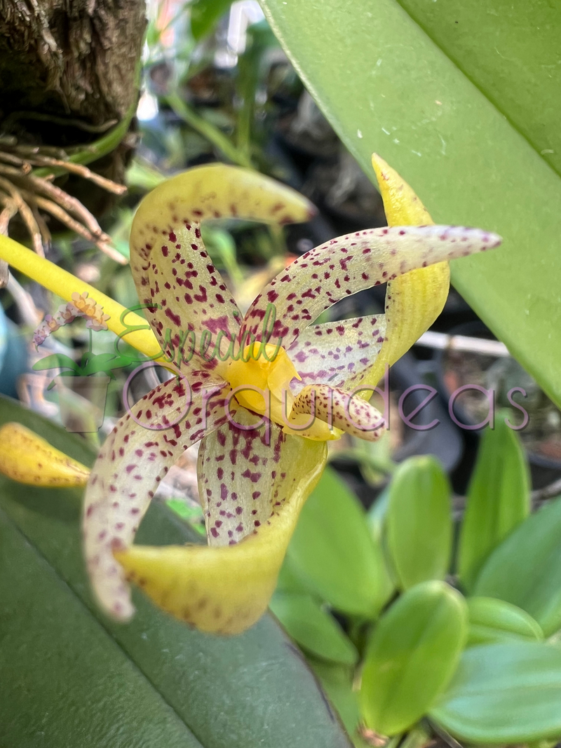 BULBOPHYLLUM BAILEY