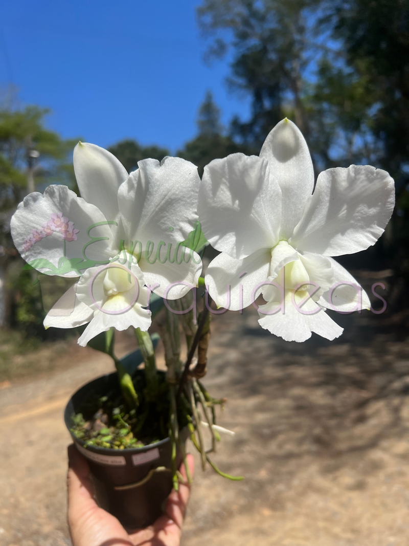 Cattleya aloha case ALBA raridade