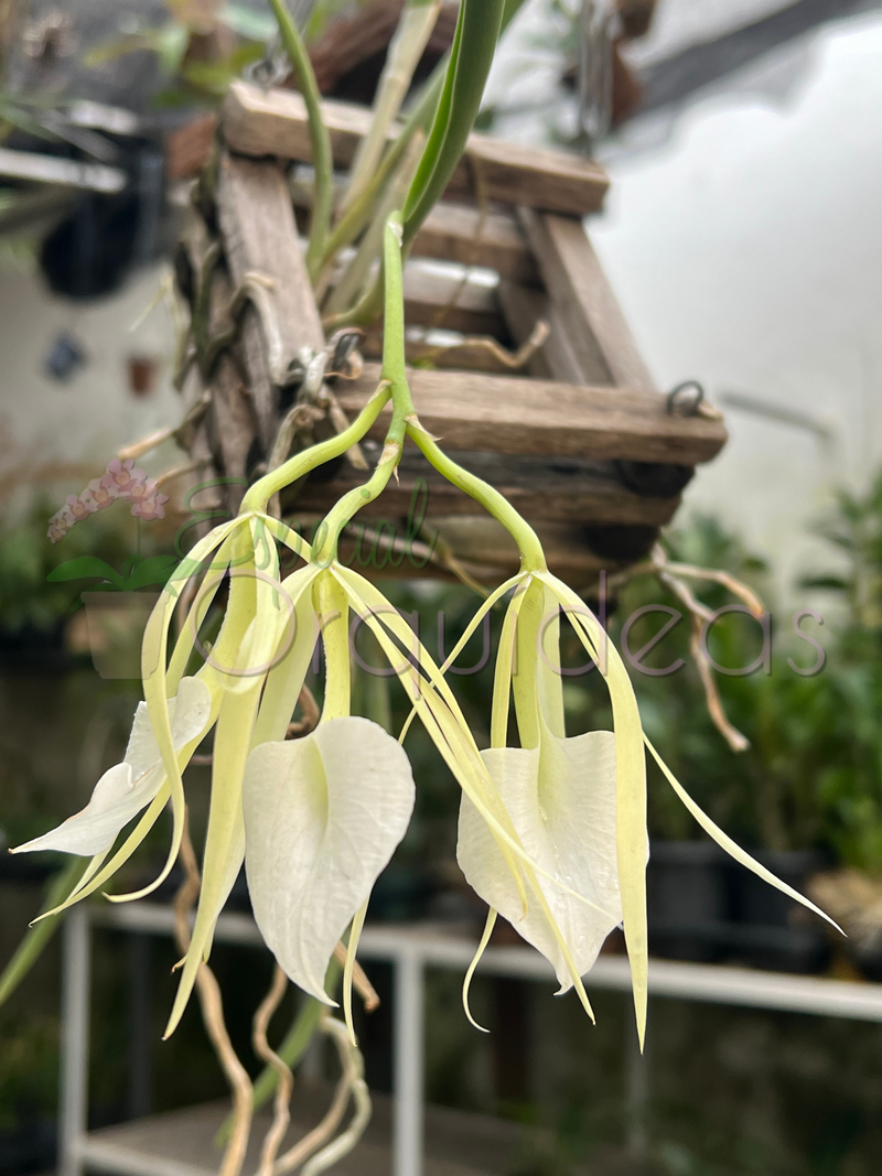 BRASSAVOLA NODOSA CACHEPO