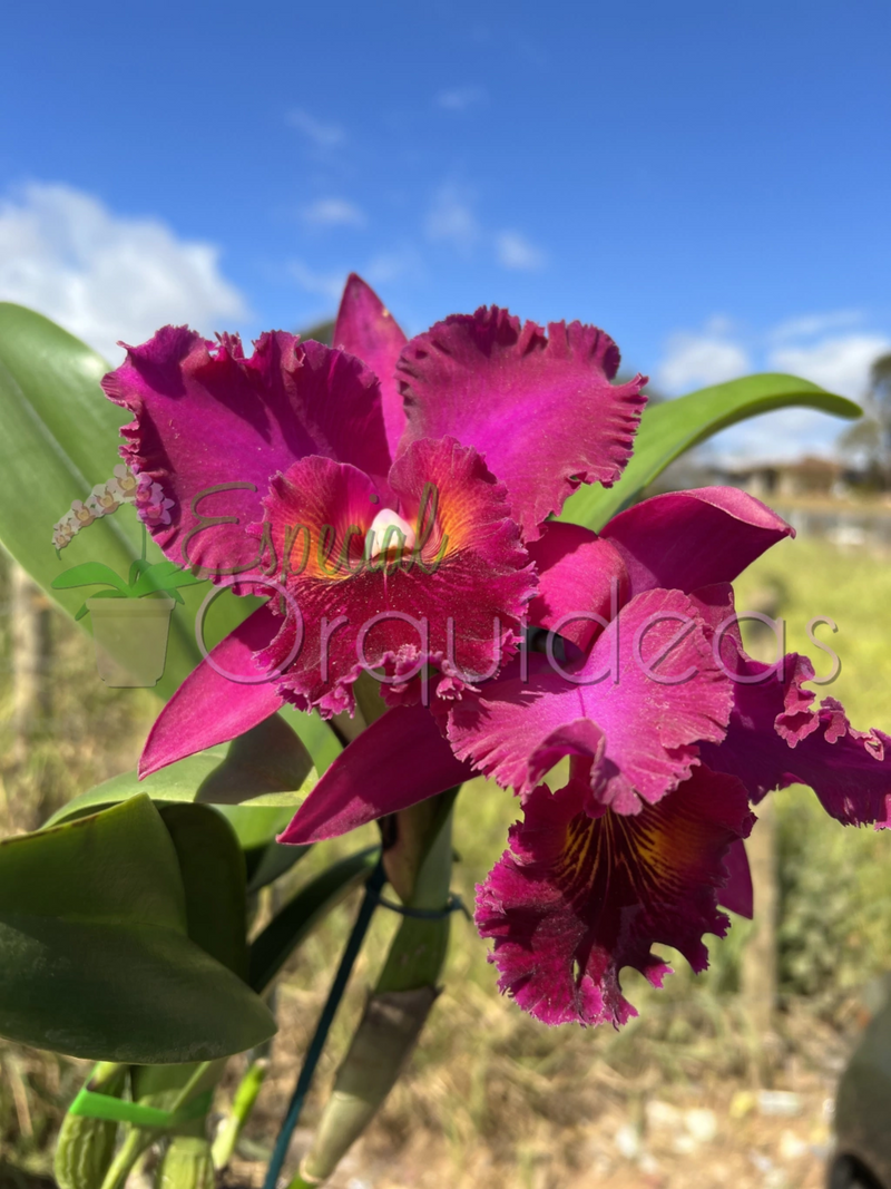 CATTLEYA CHIA LIN NEW CITY (PRÉ ADULTA)