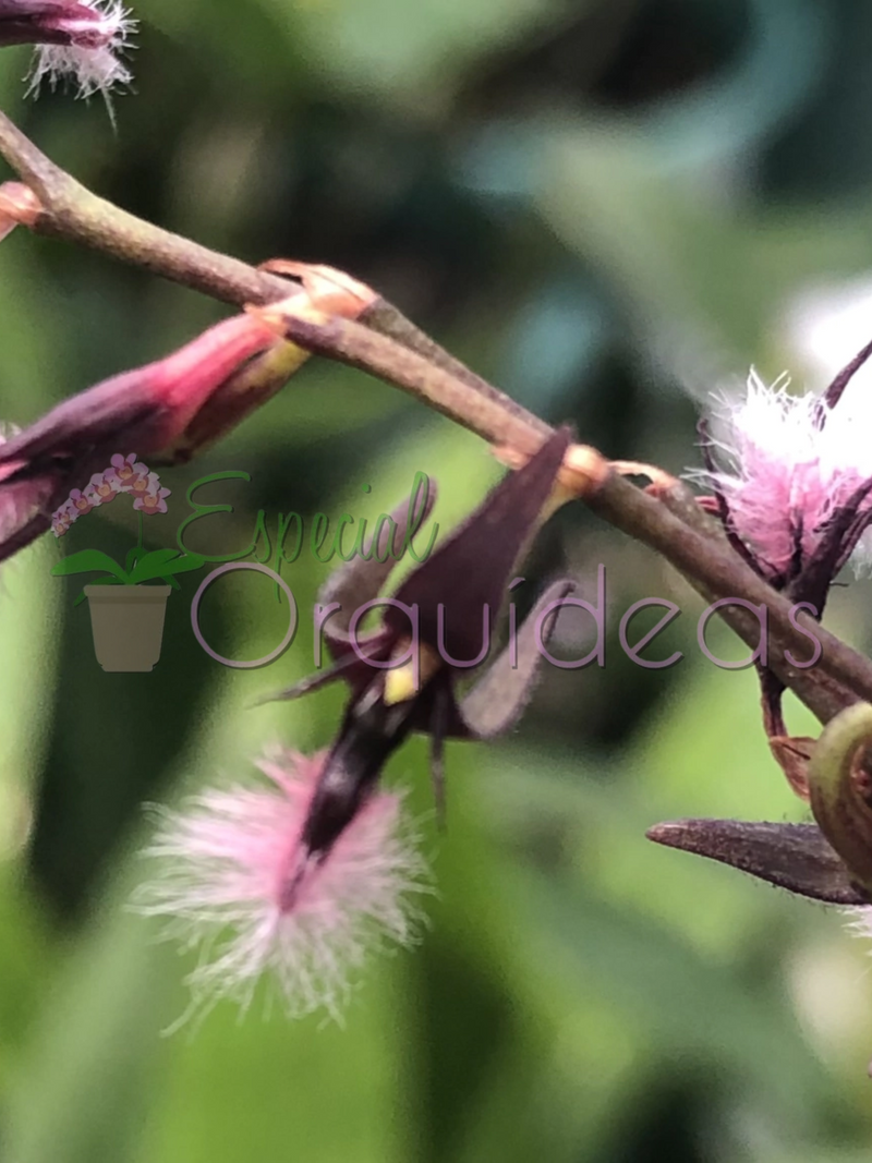 BULBOPHYLLUM MINIATUM