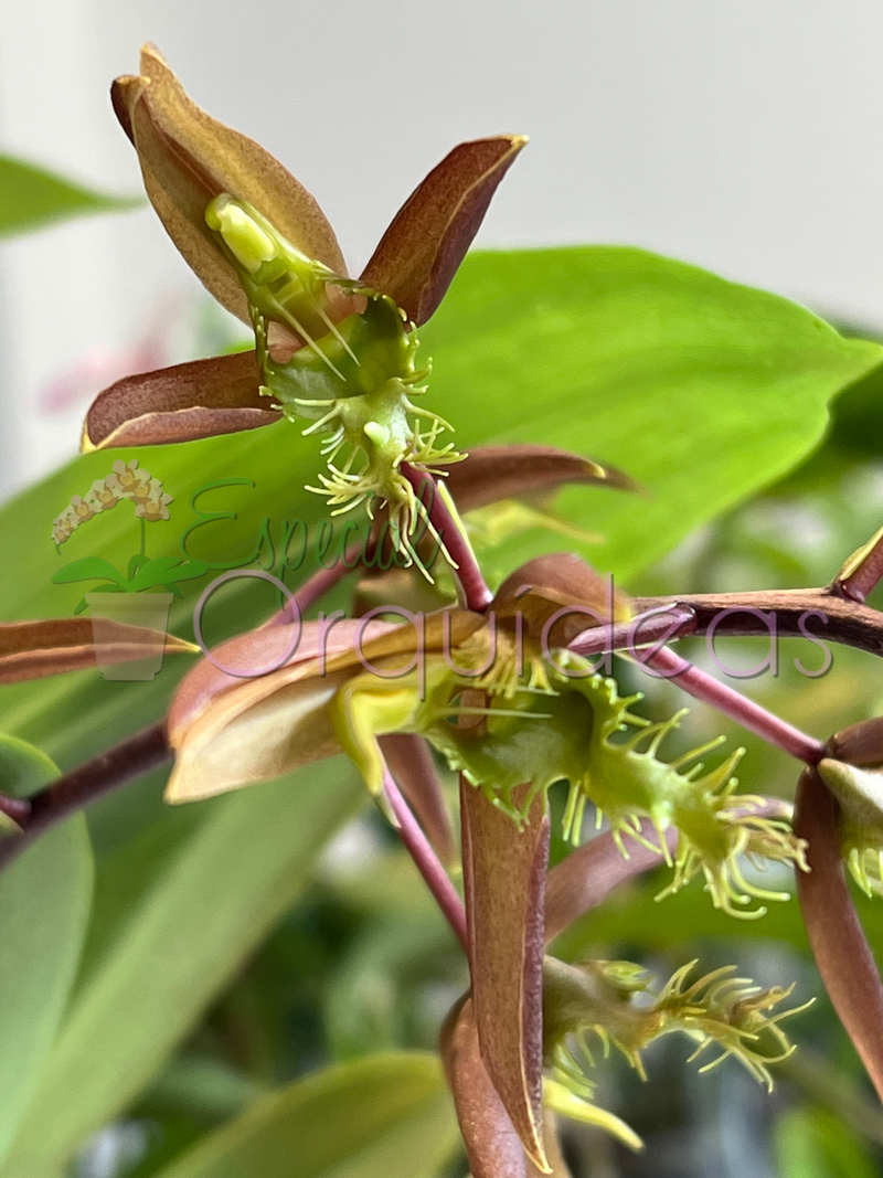 CATASETUM SEM ID FOTOS SÃO ILUSTRATIVAS