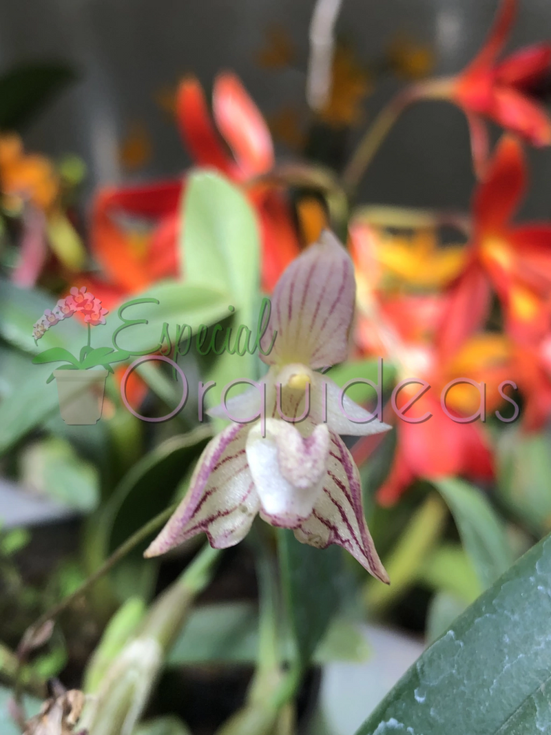 BULBOPHYLLUM AMBROSIA