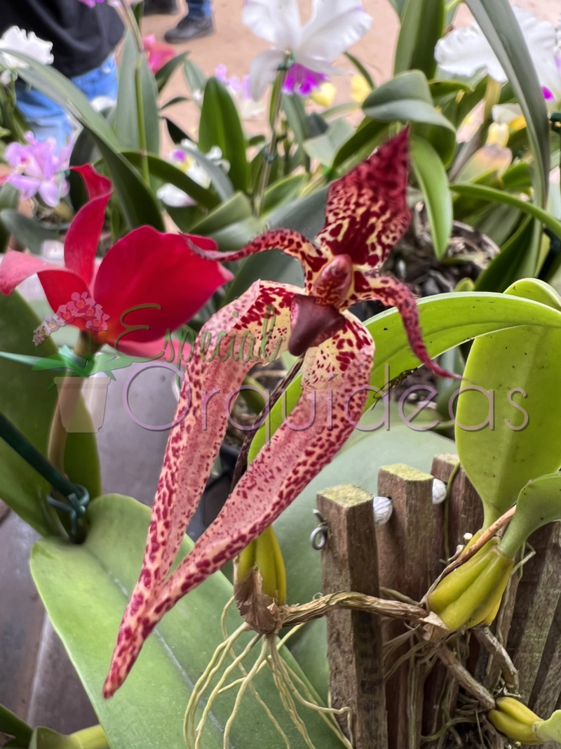 BULBOPHYLLUM LASIOCHILUM