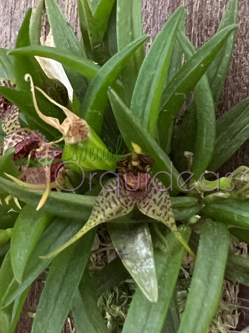 DRYADELLA ZEBRINA DE FLOR SENSACIONAL