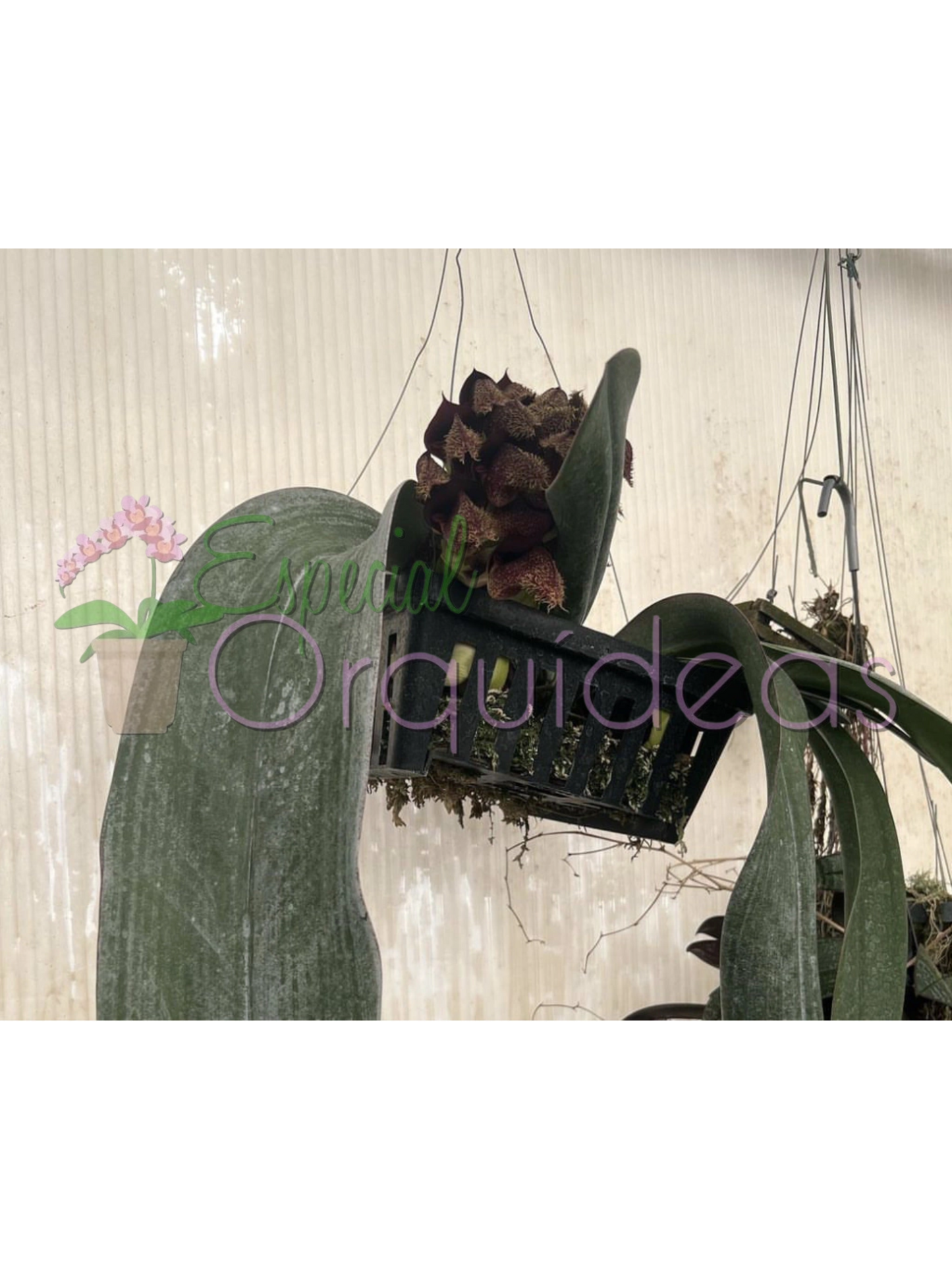 BULBOPHYLLUM PHALAENOPSIS X BECCARII (RARÍSSIMA)