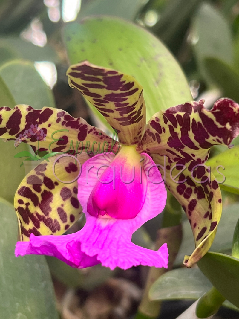 CATTLEYA ACLANDIAE AMARELADA COM LABELO ESCURO