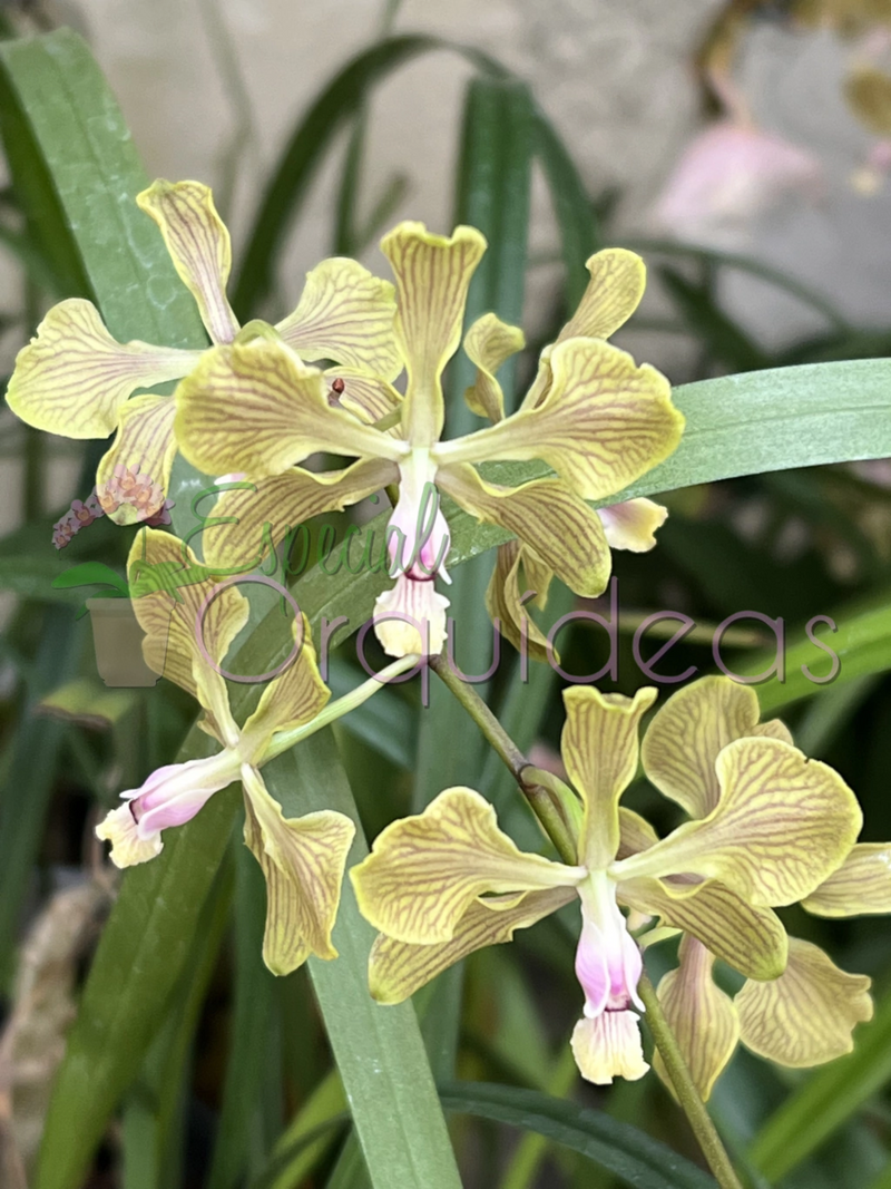 ENCYCLIA FOWLIEI