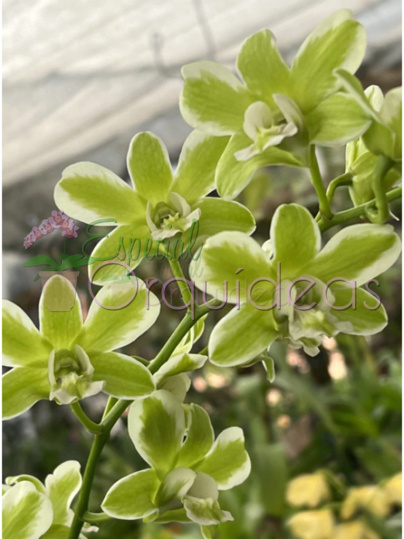 DENPHAL FLOR E VEGETAL VARIEGATA (PRÉ ADULTA)